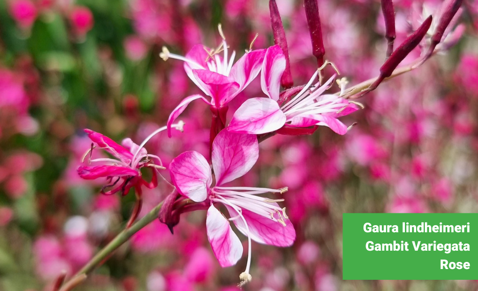 Gaura lindheimeri gambit variegata rose with rose flowers